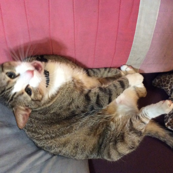 kittyfrommars